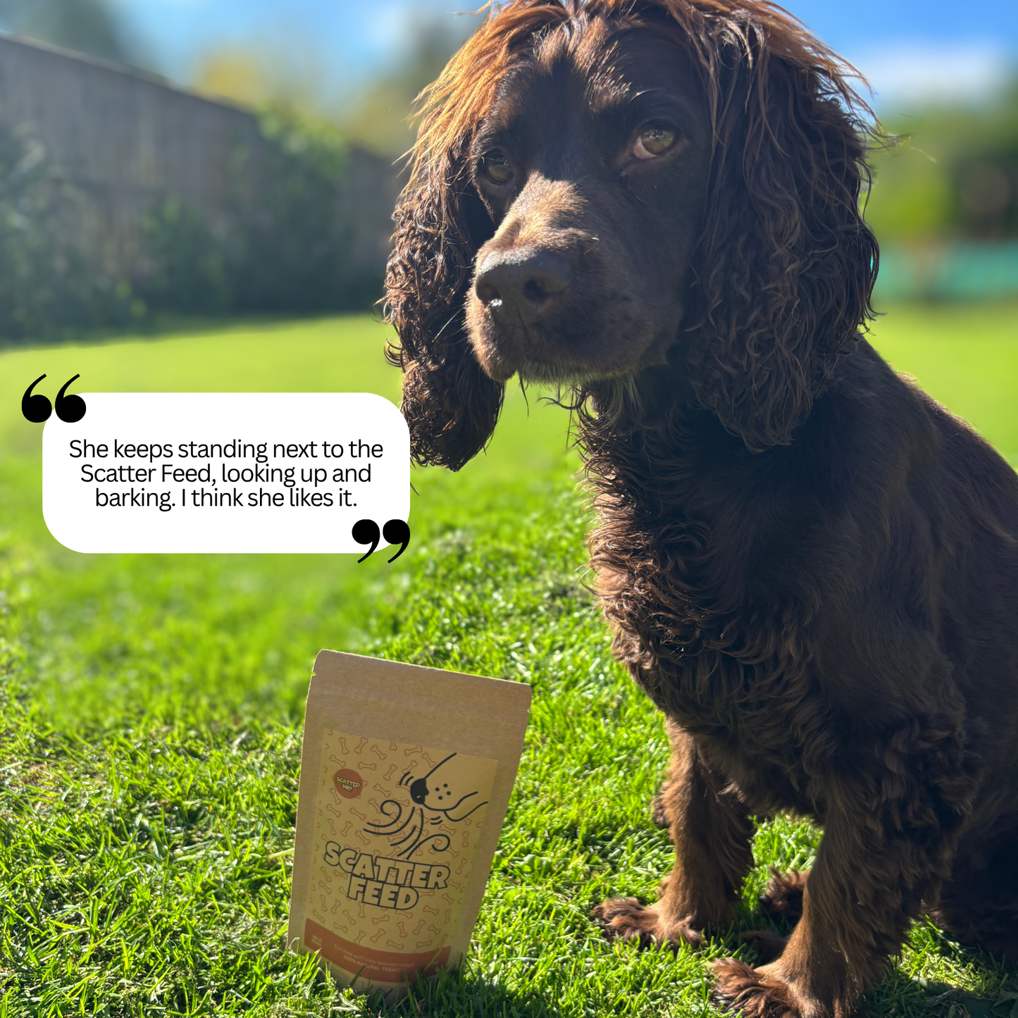 100% Natural Gently Air-Dried Scatter Feed - 10-Pack