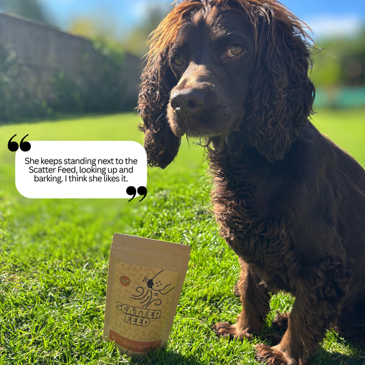 100% Natural Gently Air-Dried Scatter Feed - 4 pack (mixed)