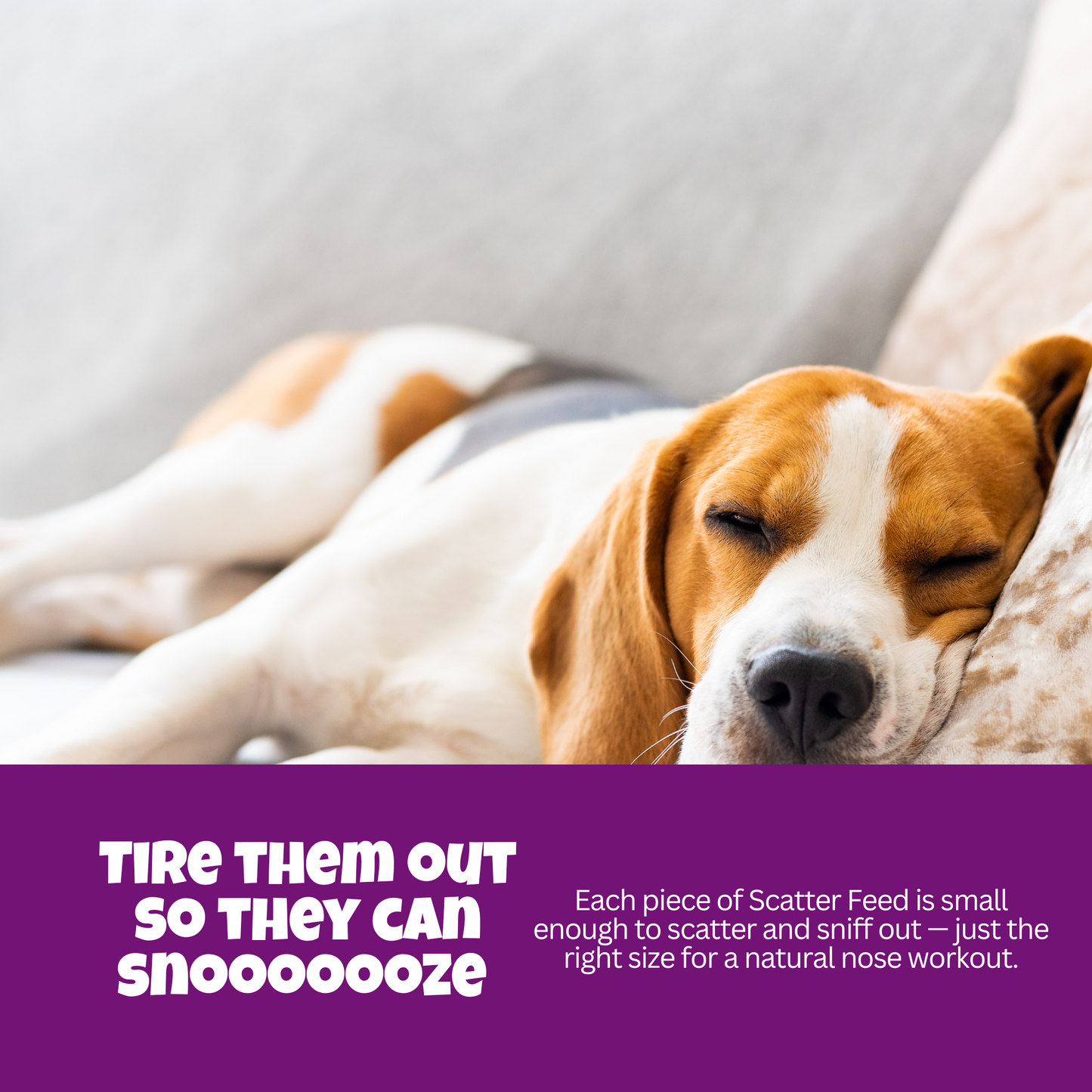 Calm Dog Starter Kit