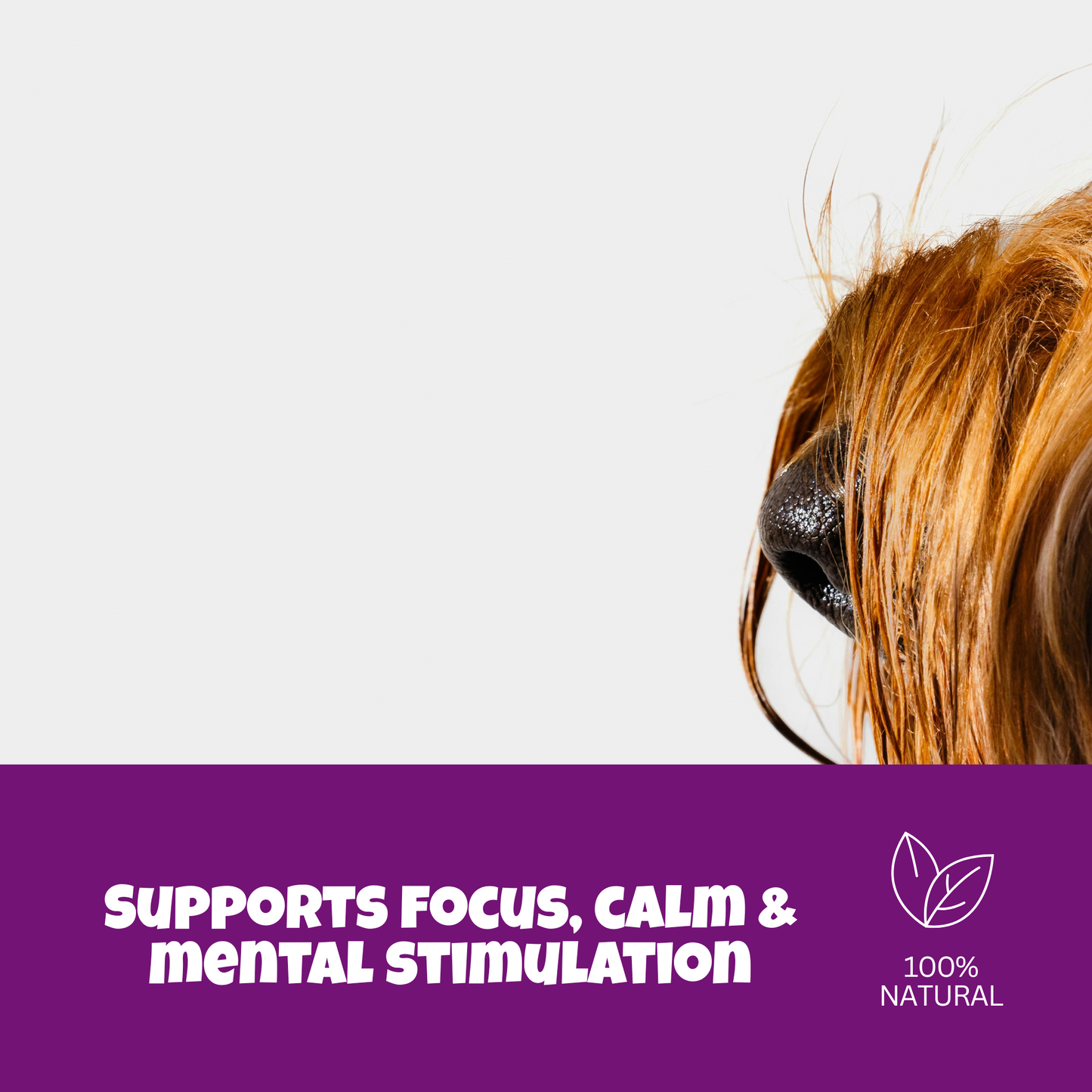 Calm Dog Starter Kit