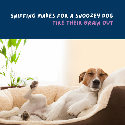 Scatter Feed 3x Mixed Pack