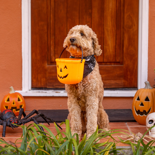 Haunted Hunt Bundle 🎃