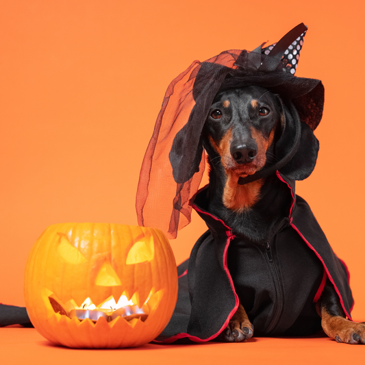 Monster Mega Bundle 🎃